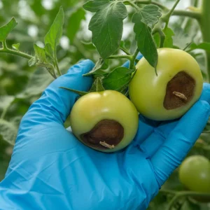 le Calcium : 5 bienfaits essentiels pour vos plantes