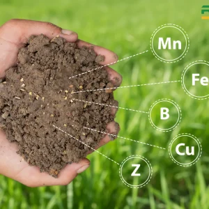 Rôle du Manganèse : 5 bienfaits essentiels pour la plante