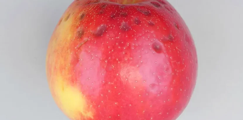 L'impact de la carence en bore sur la qualité des pommes.